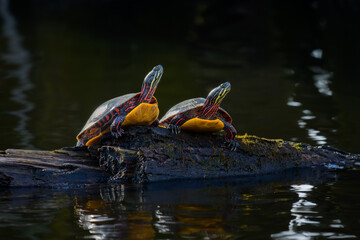 Two Eastern Painted Turtles sunning on a log