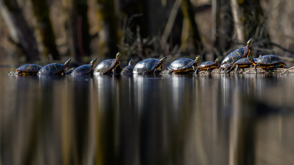 Large group of Eastern Painted Turtles sunning on a log