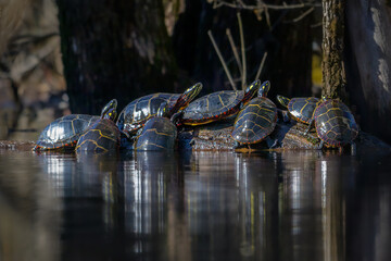 Group of  Eastern Painted Turtles sunning on a log