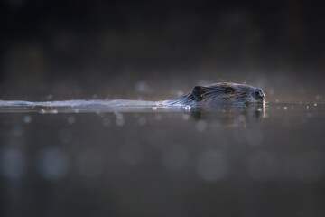 North American Beaver swimming in early morning light