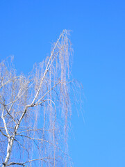 lonely birch tree against blue sky in early spring, without leaves