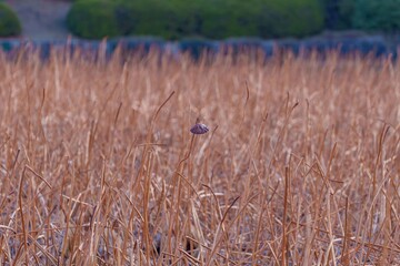 Obraz premium ひっそりと佇む冬枯れのハチスの情景