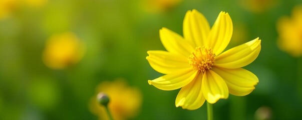 Obraz premium Beautiful yellow flower with delicate details, ideal for spring and summer concepts, nature, blossom