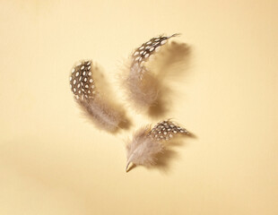 Small spotted quail feathers on bright beige background.