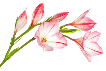 Striking Amaryllis Blooms with Pink Stripes and White Petals on Transparent Background Showcasing Botanical Beauty with Delicate Floral Details