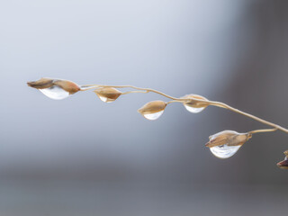 雨が野草に雫を残す01