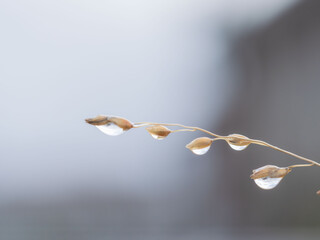 雨が野草に雫を残す03