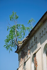 Birch tree growing from the roof of an old abandoned church in Mlynyska, Ukraine, symbolizing the power of nature reclaiming man made structures