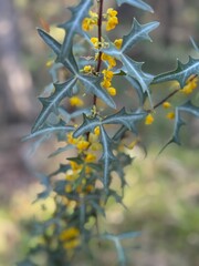 Agarita shrub in Texas woodland, showcasing thorny leaves and clusters of yellow flowers.