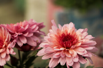 Growing pink chrysanthemum flower in garden