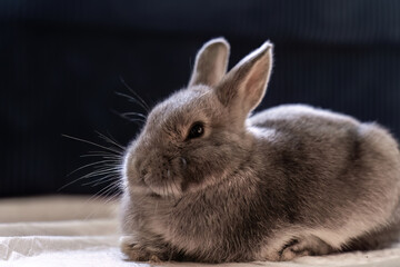 Sleepy dwarf rabbit rests on a cushion, its tiny paws tucked beneath its body with peaceful expression captures moment of pure relaxation and innocence.