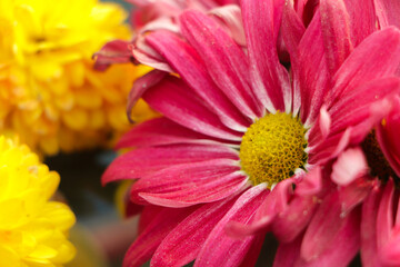 pink winter chrysanthemum flowers with space for text. garden chrysanthemum