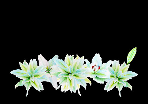 White lily flower garland watercolor illustration isolated on black. High quality clip art perfect for cards, posters, stickers, Easter, Passover, Holy Thursday, christening baptism wedding church