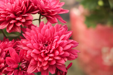 pink winter chrysanthemum flowers with space for text. garden chrysanthemum
