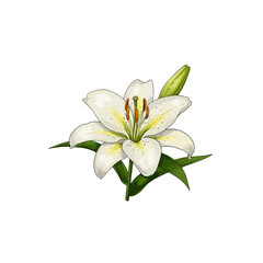 Obraz premium lily of the valley