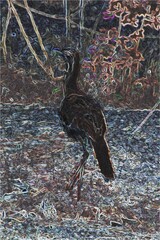 Isolated illustration of a bird (Cariama cristata) on an abstract background, created from a photograph