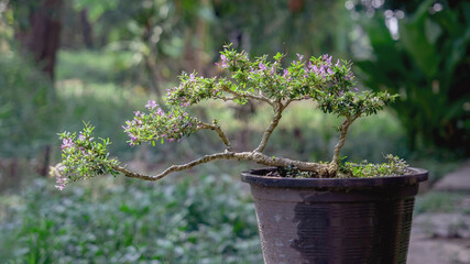 The Linh sam tree is blooming beautiful purple flowers.