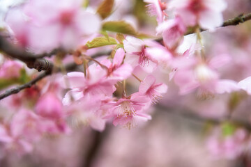 茨城県石岡市　フラワーパークを飾る満開の河津桜
