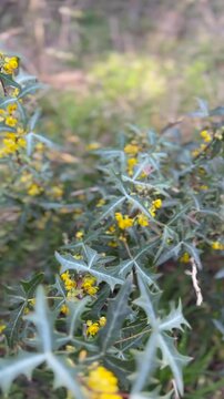 Tranquil Nature Display: Dynamic Focus on Vibrant Yellow Flowers and Lush Greenery, Enhanced by Natural Birdsong for Peaceful Content