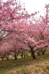 Fototapeta premium 茨城県石岡市 フラワーパークを飾る満開の河津桜 