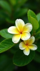 Obraz premium Closeup of yellow white frangipani flower on bush, bright, beauty, flowering