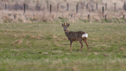A roe deer is standing in a field with a fence in the background