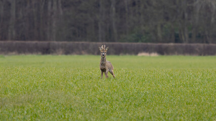A roe deer is standing in a field of grass