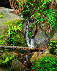 A small waterfall flows over moss-covered rocks surrounded by lush green foliage in a tropical forest setting.