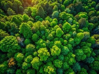 Naklejka premium Aerial View Lush Green Forest Sunlight Canopy Drone Photography
