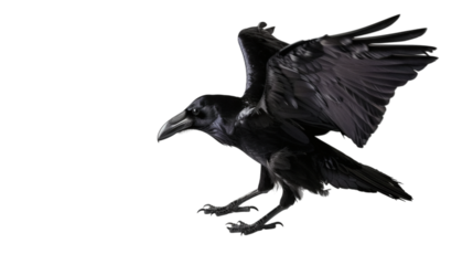 Flying crow isolated on white background