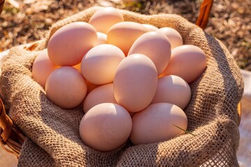 Large fresh chicken eggs lie on a burlap sack outside in the forest.