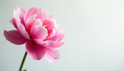 Fototapeta premium Full bloom pink peony, soft light, pure white background, pink, single bloom, photography