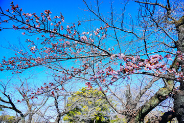  Ueno, Tokyo, Japan - 02 03 2025: The spring tree and flowerof ueno park  in Tokyo, Japan