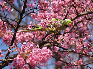 A male rose-ringed parakeet (psittacula krameria) aka ringneck parrot or Kramer parrot foraging...