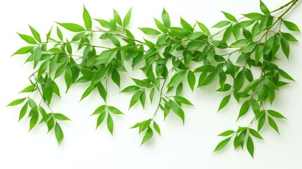 Fototapeta premium Fresh green leaves cascading downwards