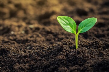 Fototapeta premium New plant sprout emerging from rich soil in a vibrant spring landscape