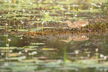 Indian pond heron  bird perched near a lake