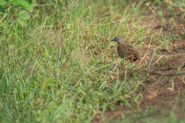 Buttonquail on the ground animal portrait.
