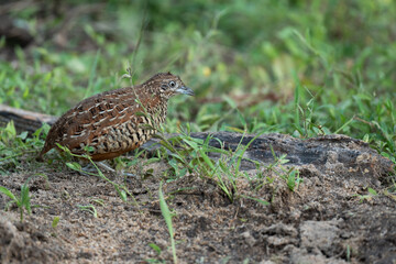 Buttonquail on the ground animal portrait.
