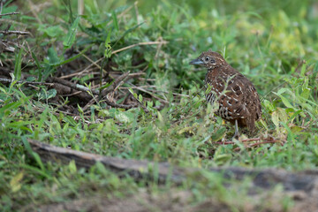 Buttonquail on the ground animal portrait.

