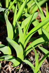 Obraz premium Green Daylily Flower Leaves