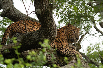 Leopard in tree close up
