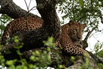 Obraz premium Leopard in tree close up 