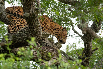 Leopard in tree close up
