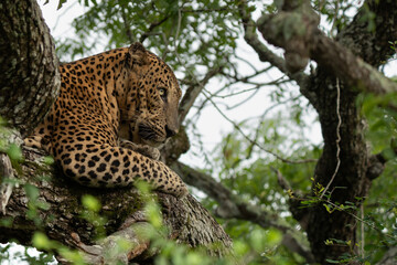 Leopard in tree close up
