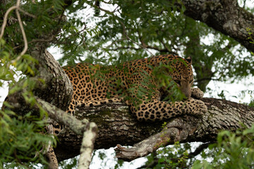 Leopard in tree close up
