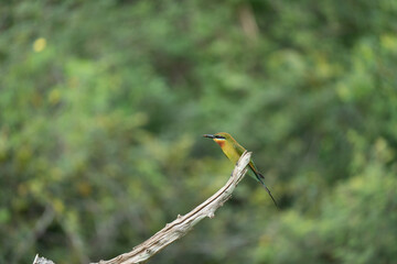 beautiful blue tailed bee eater (Merops philippinus) possing