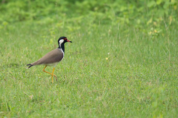 Red-wattled lapwing on an open field 
