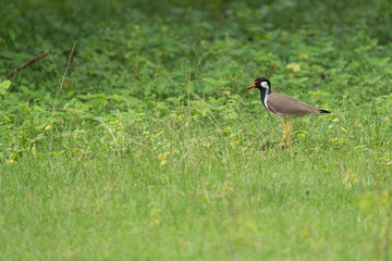 A red-wattled lapwing bird On the grass