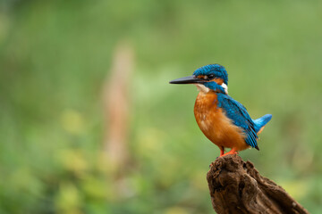 Beautiful bird in nature Common Kingfisher (Alcedo atthis)
